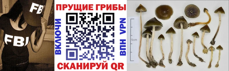 Галлюциногенные грибы Psilocybe Морозовск